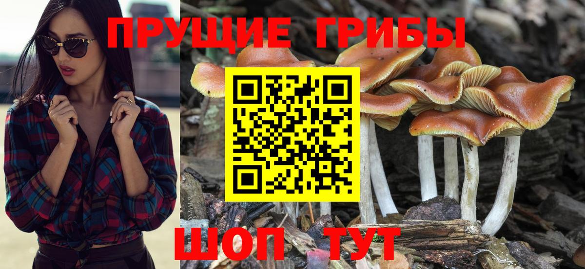 Галлюциногенные грибы мицелий Верхняя Салда